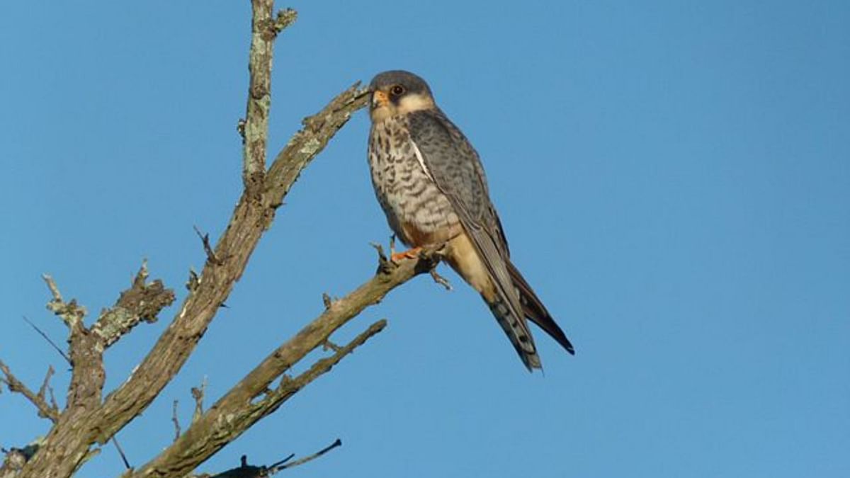 Decoded: Amur falcons' pit stop in Northeast