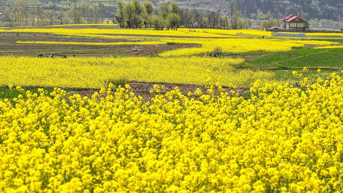 SC asks Centre to spell out 'compelling' reasons for release of GM Mustard