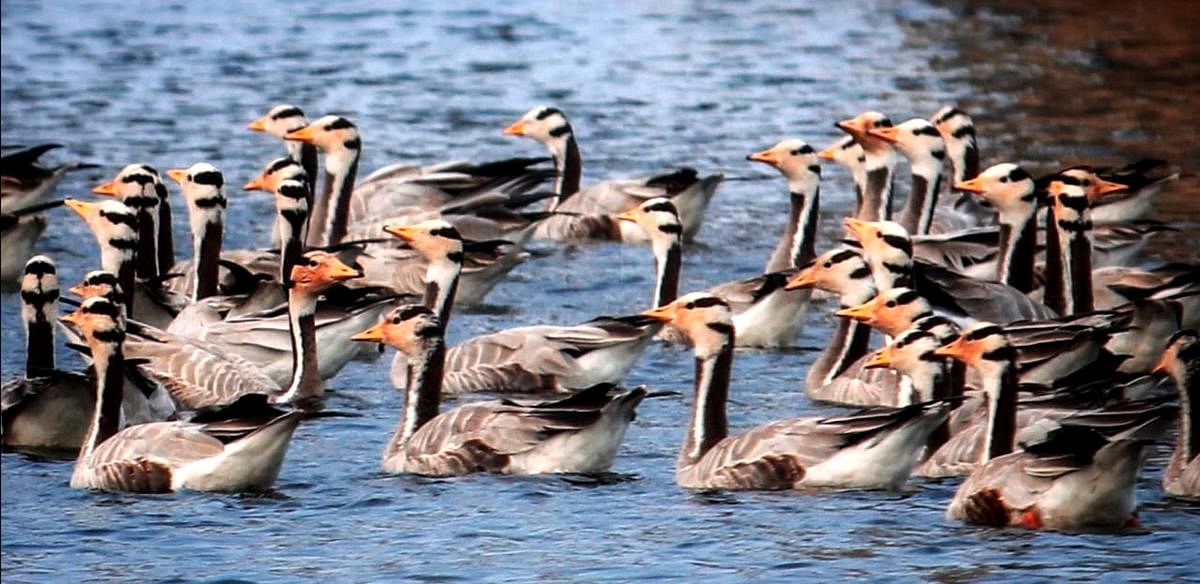 Winged guests shy away from Karnataka's swollen lakes
