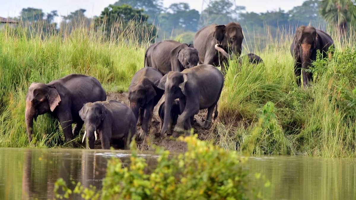 Indo-French project brings forth changes in Assam’s Kaziranga National Park