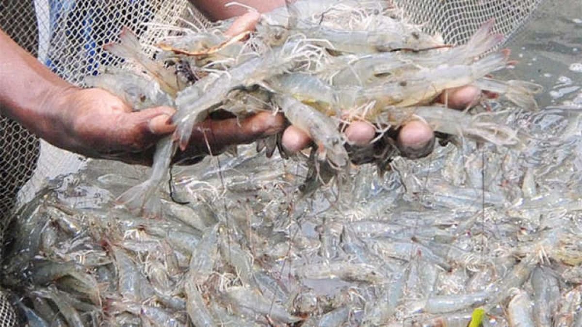 Climate and social pressures pincer Bangladeshi shrimp farmers