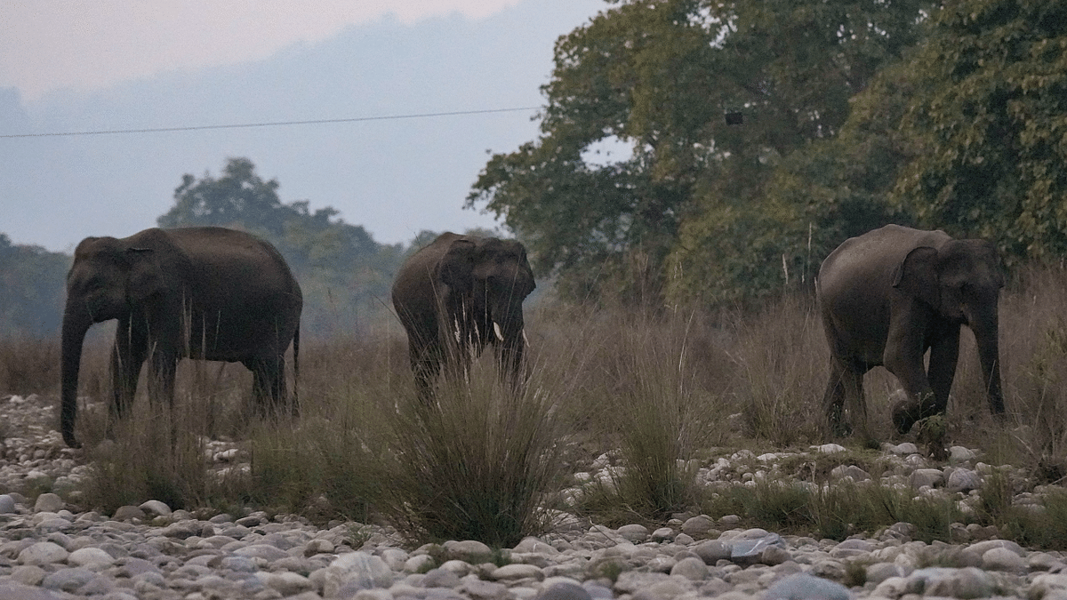 Elephant attacks: Govt hikes solatium to Rs 15 lakh
