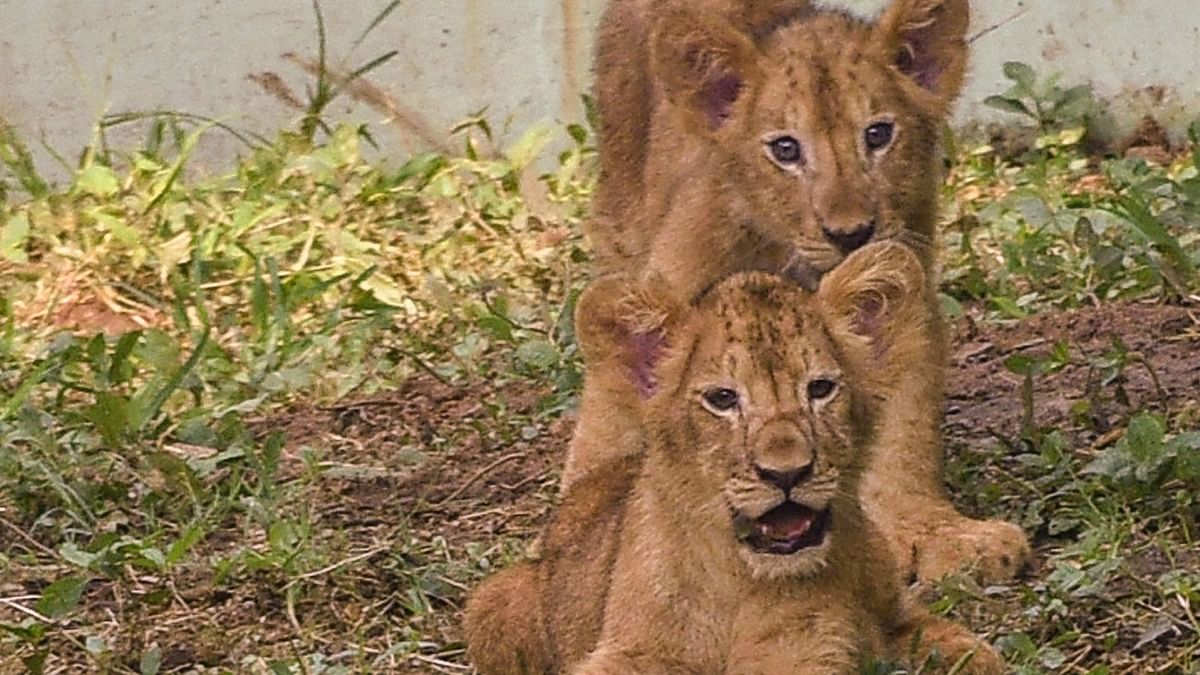 UP: Fifth and last lion cub at Etawah Safari Park dies