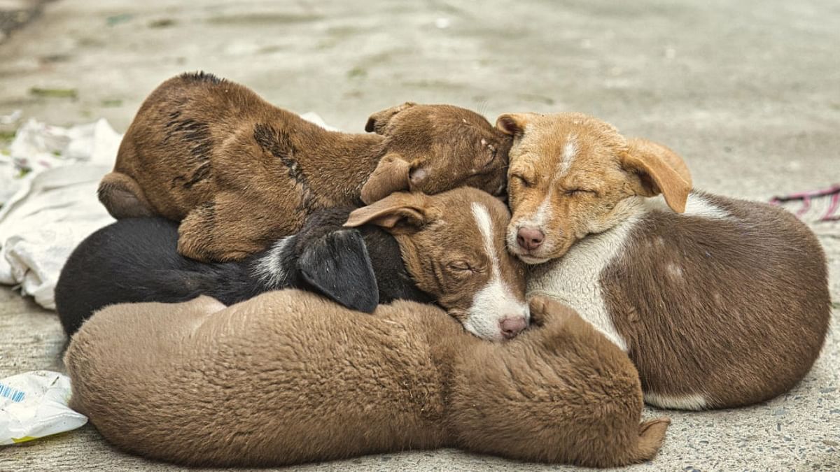Uttar Pradesh woman booked for drowning 5 puppies in pond