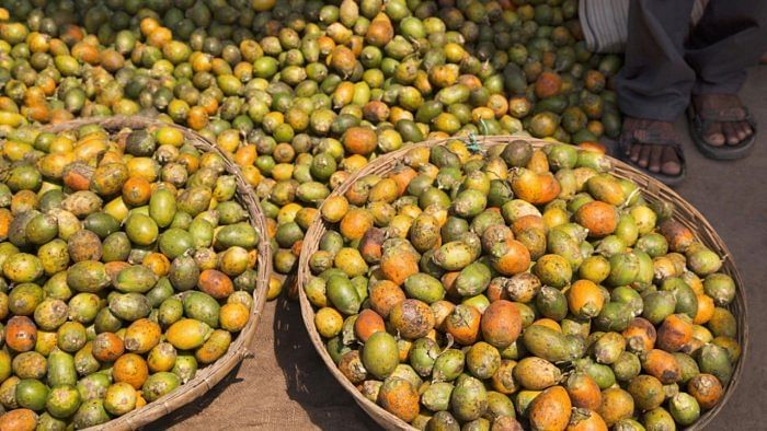 Import of arecanut just 2% of total production in India: Centre