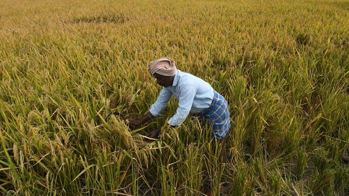 Institutes 'deeply engaged' in developing GM seeds for 13 crops