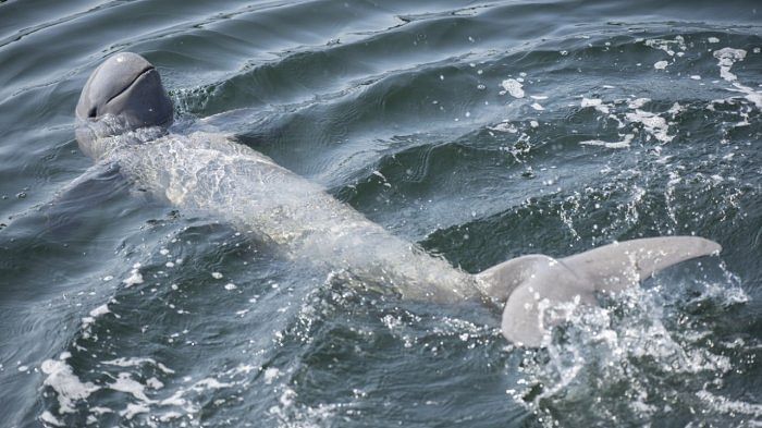 Deaths of 3 endangered Cambodian dolphins raise alarm