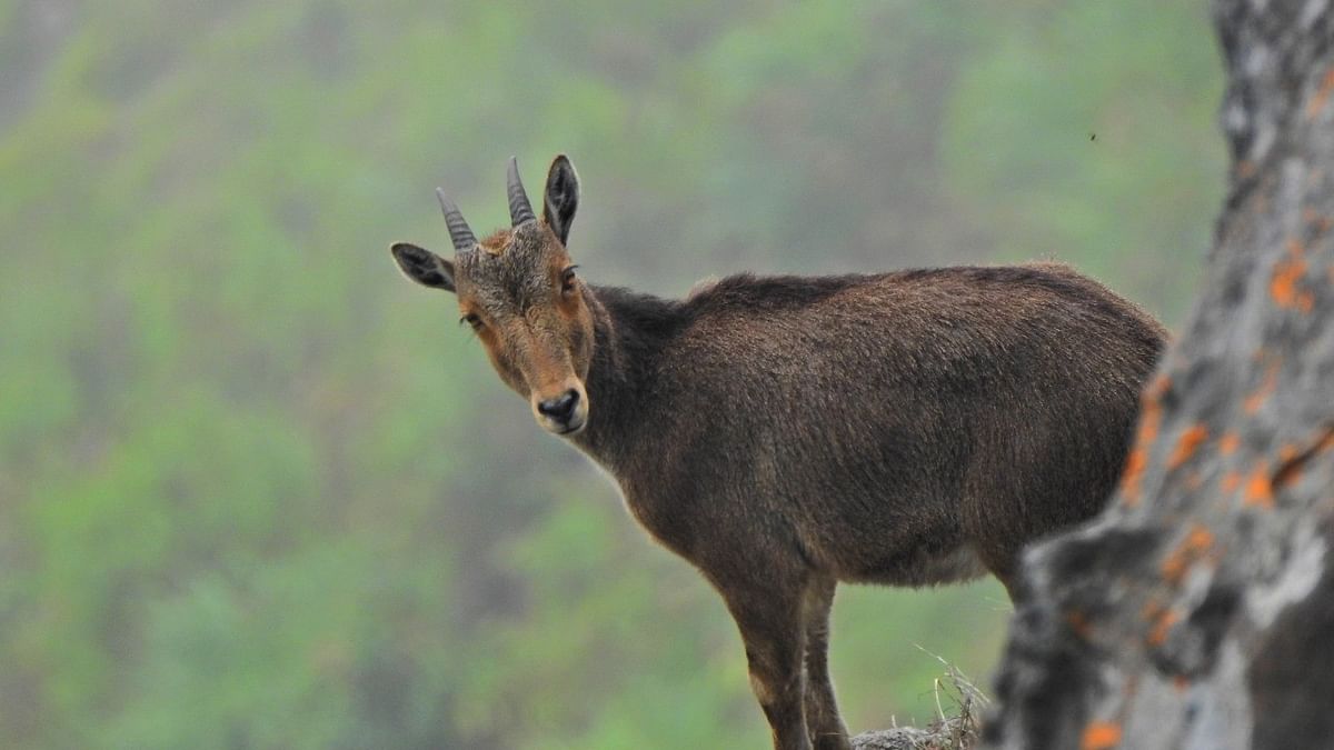Tamil Nadu launches special project to conserve Nilgiri Tahr