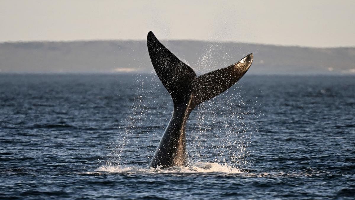 Vanishing right whale must remain on endangered list, says federal agency