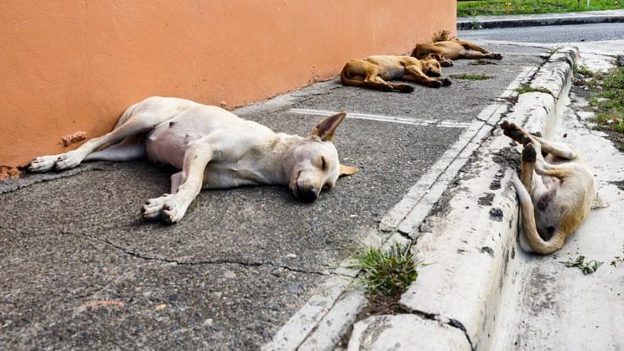 Noida NGO turns saviour for stray dogs in Delhi amid bone-chilling cold