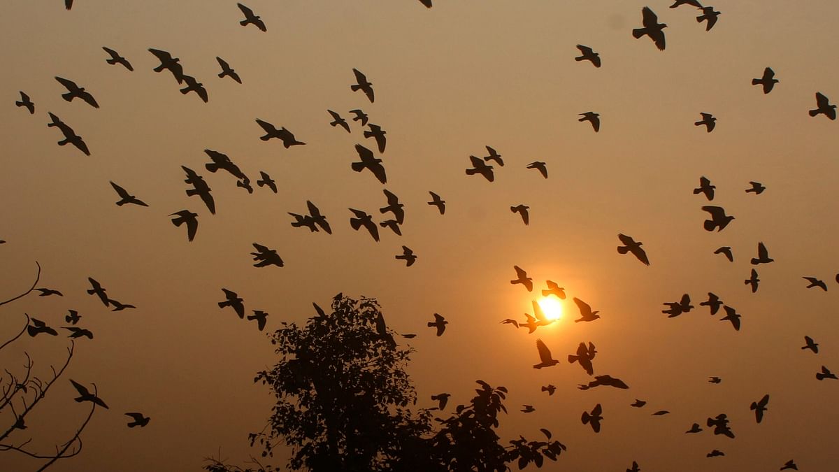 Chandigarh's 'Birdman': Messiah for birds in distress
