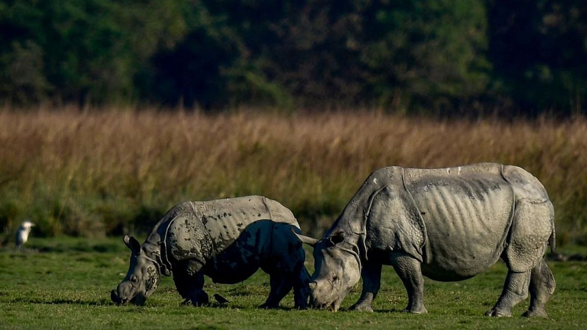 'Tough action,' use of technology helps Assam achieve zero rhino poaching after two decades