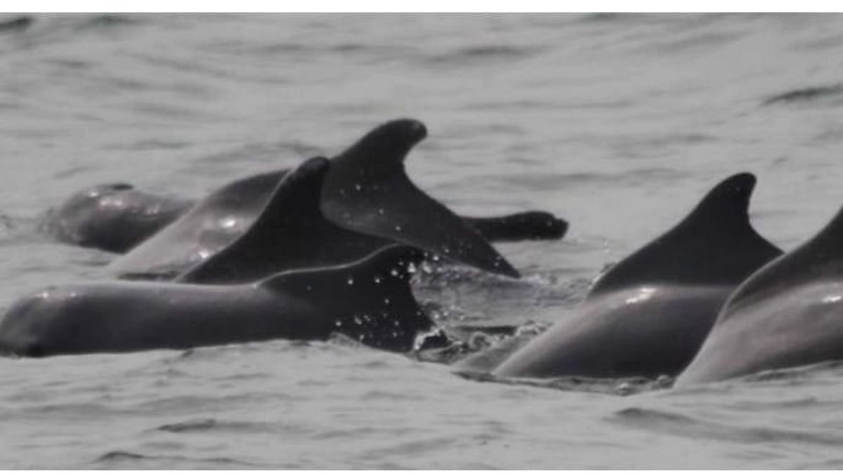 Genetic study of humpback dolphins in Maharashtra shows encouraging results