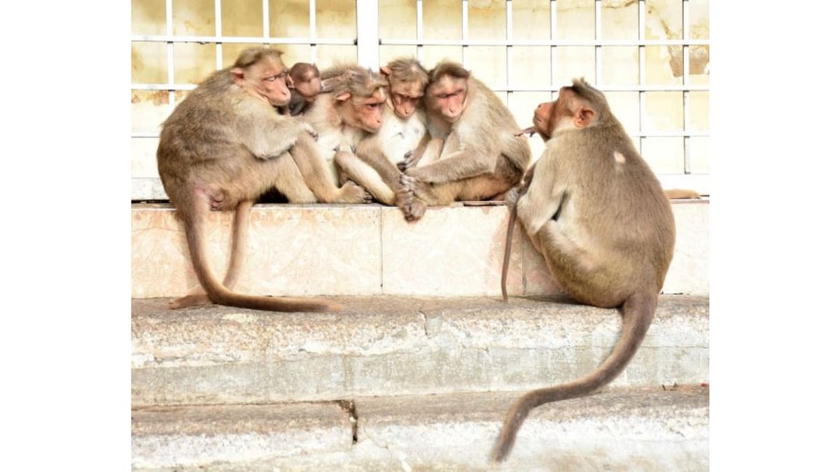 Monkeys in Chamundi Hills getting 'smarter', but that's not good news