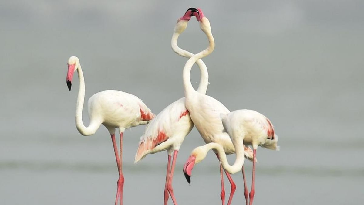 Mumbai’s avian guests flamingos start arriving 