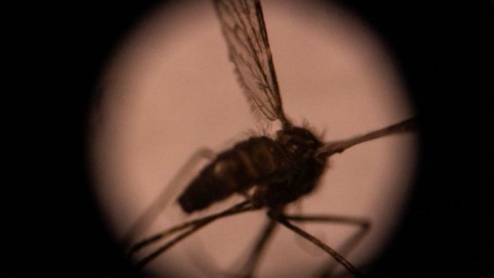 Pregnant women's samples from Raichur tests negative for Zika
