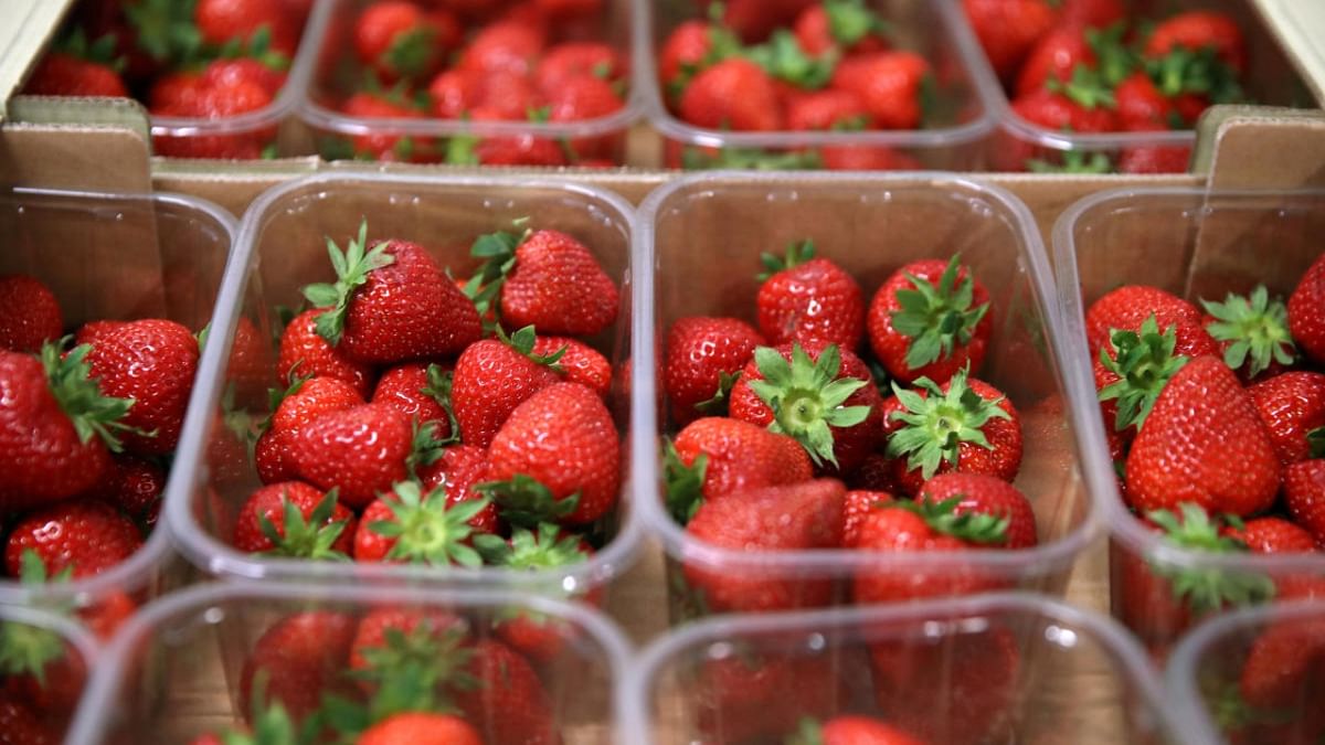 Fruits of labour: Strawberries cultivated by jail inmates in UP
