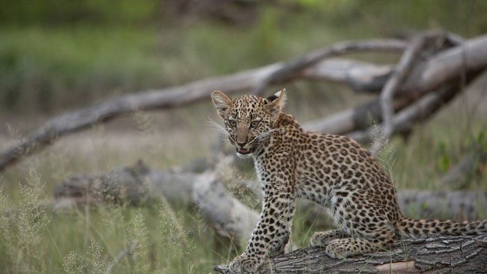 Wildlife thriving in Delhi's urban jungles: Two leopards cub spotted in Asola Sanctuary