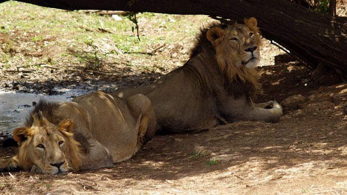 Two Asiatic lions drown in farm well in Gir forest