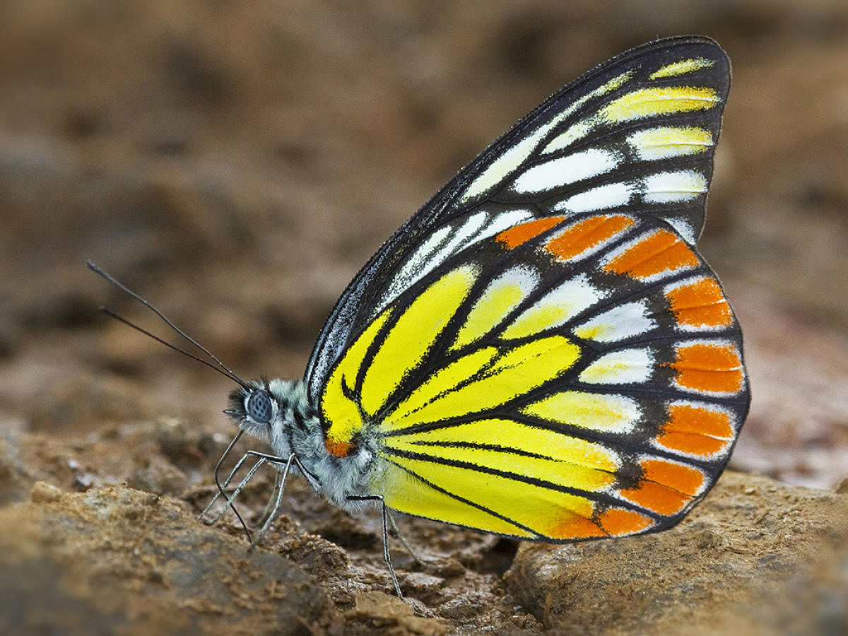 Tracing evolution in Western Ghat's butterflies