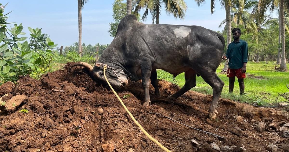 Jallikattu begins today — the 'barbaric sport' that celebrates hard-working  Tamil farmer