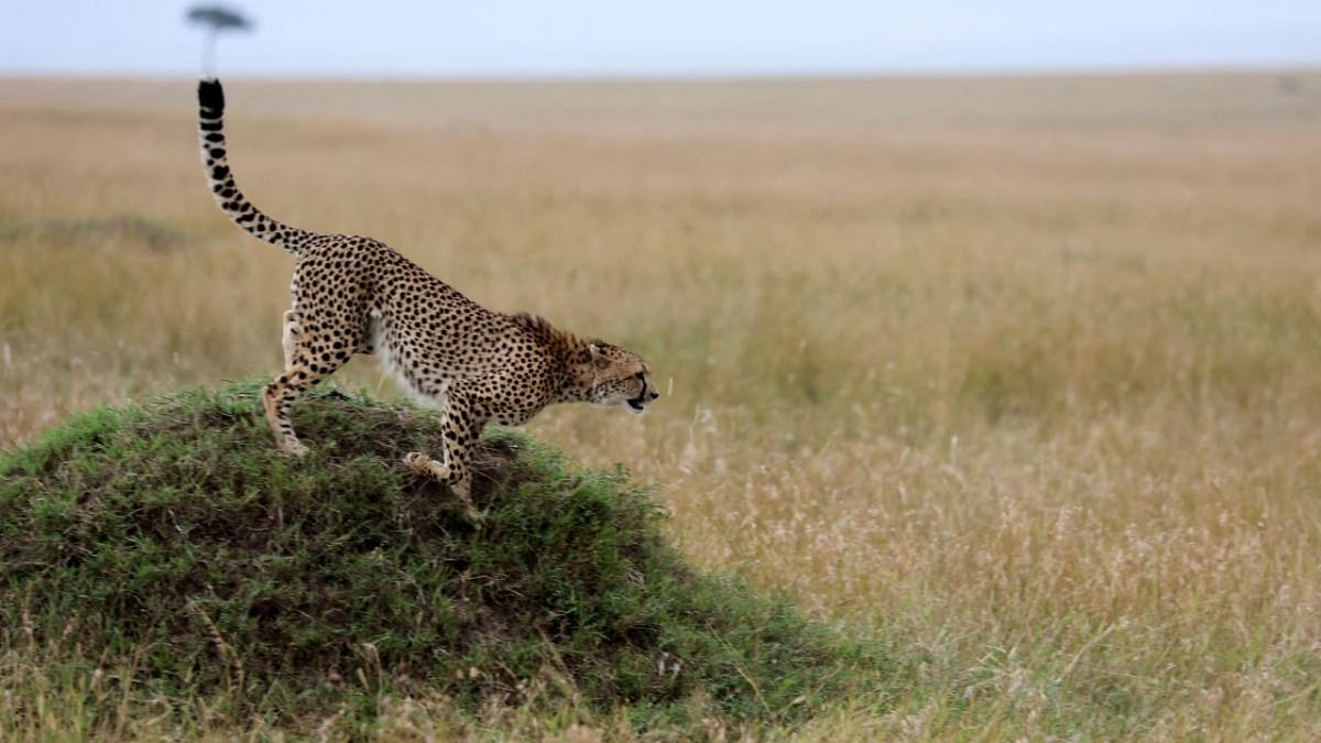 Safari trucks swarm in to see cheetahs make a kill