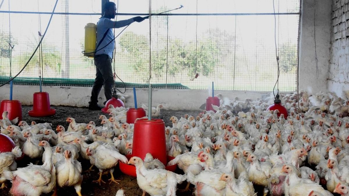 Bird flu outbreak in state-run poultry farm in Kerala, 1800 birds dead 