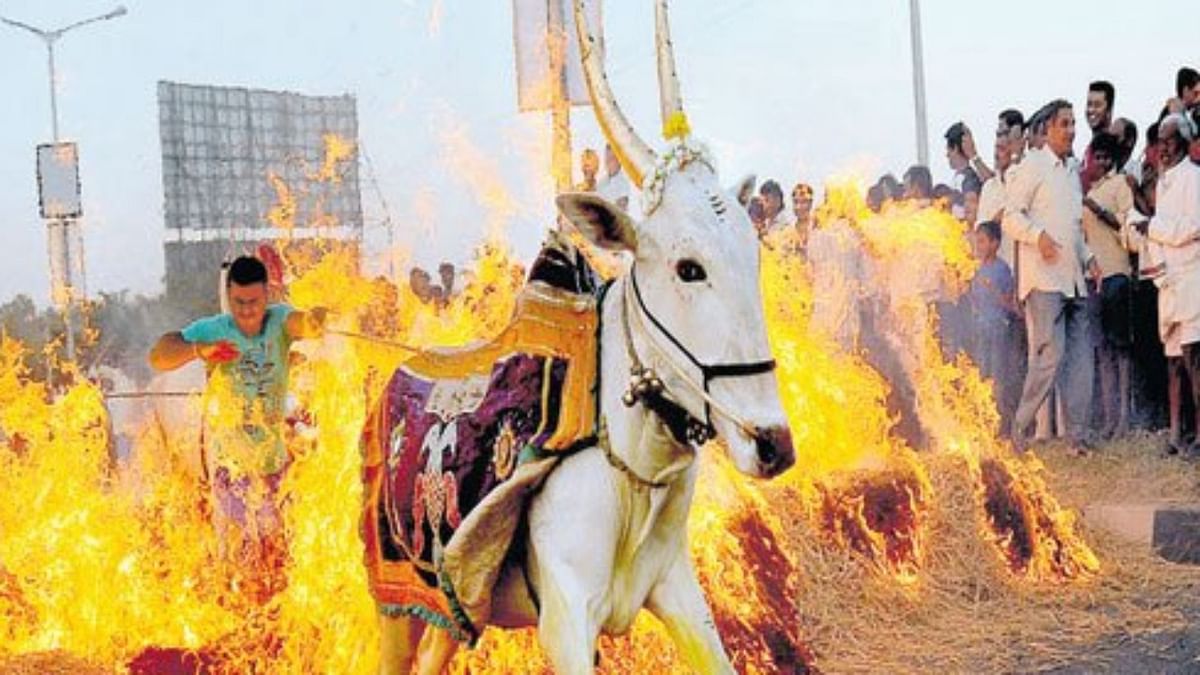 12 people sustain burn injuries during Sankranti rituals in Mandya