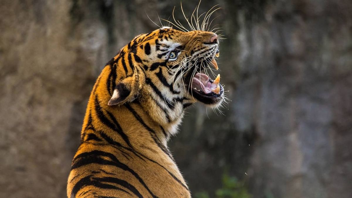 Kerala government's wild animal population control move triggers concerns
