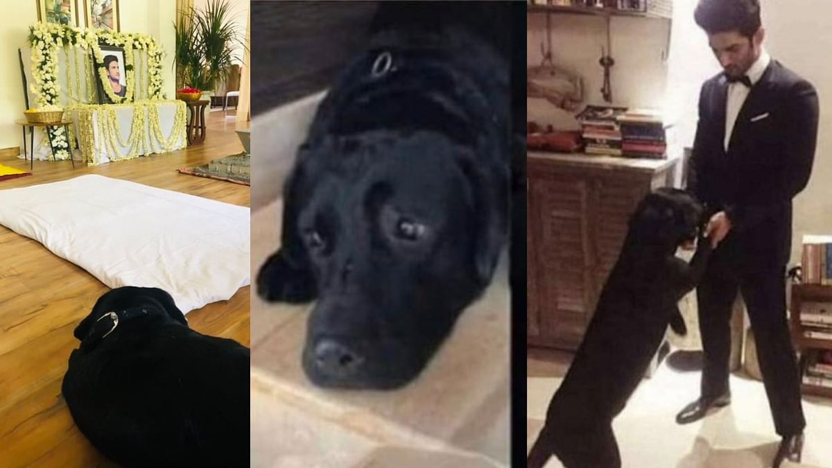 Sushant Singh Rajput's pet dog Fudge dies