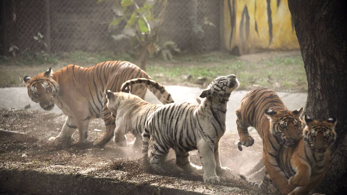 Zoos play vital role in restoration of lost biodiversity, says Central Zoo Authority official  