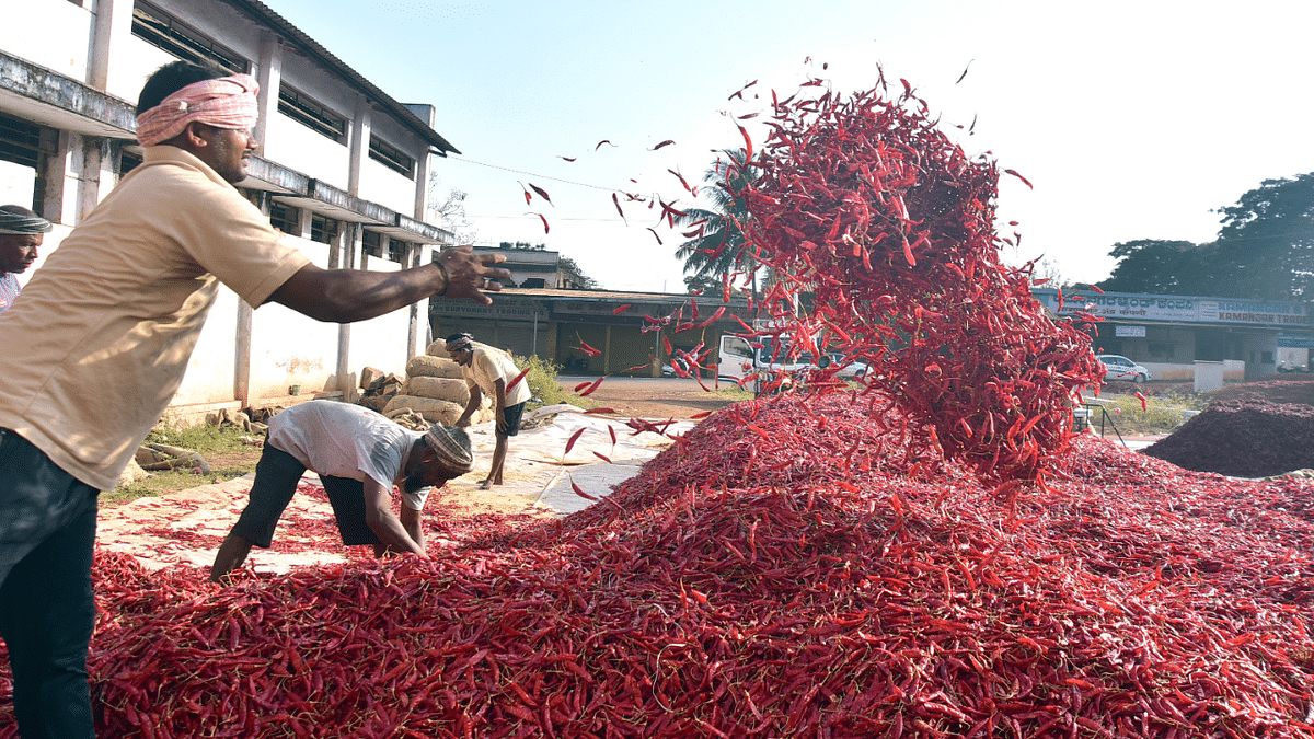Amid shrunken sowing area and crop loss, dry red chilli price soars