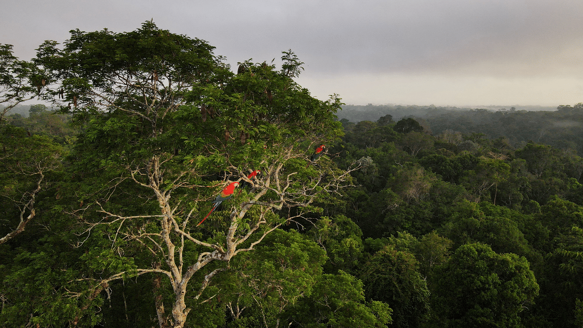 Brazil launches first anti-deforestation raids under Lula bid to protect Amazon