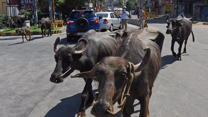 Over 30 buffaloes die after consuming chemical-laced fodder in Gurugram