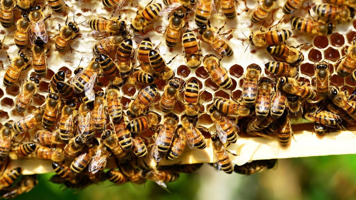 Creating a buzz: Madhya Pradesh to raise honey bee armies to ward off marauding elephants