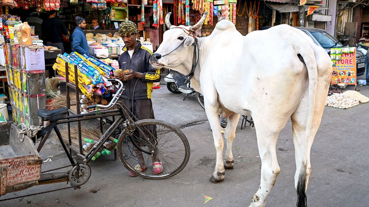 Take action as per law for removal of cows from roads: Delhi HC to authorities