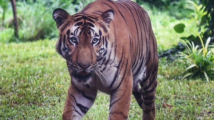 Uttar Pradesh: 2 youths attacked by tiger