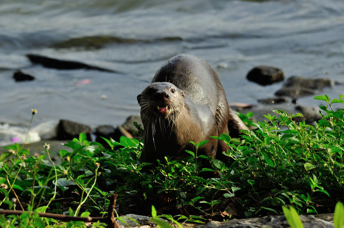 Otters in the city: Hype vs reality