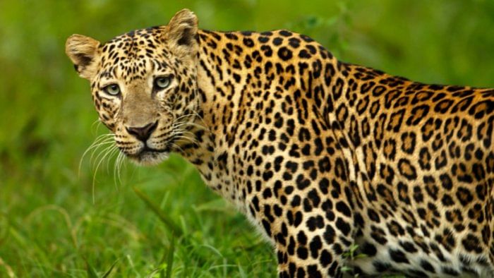 Leopard scare in Srirangapatna in Karnataka