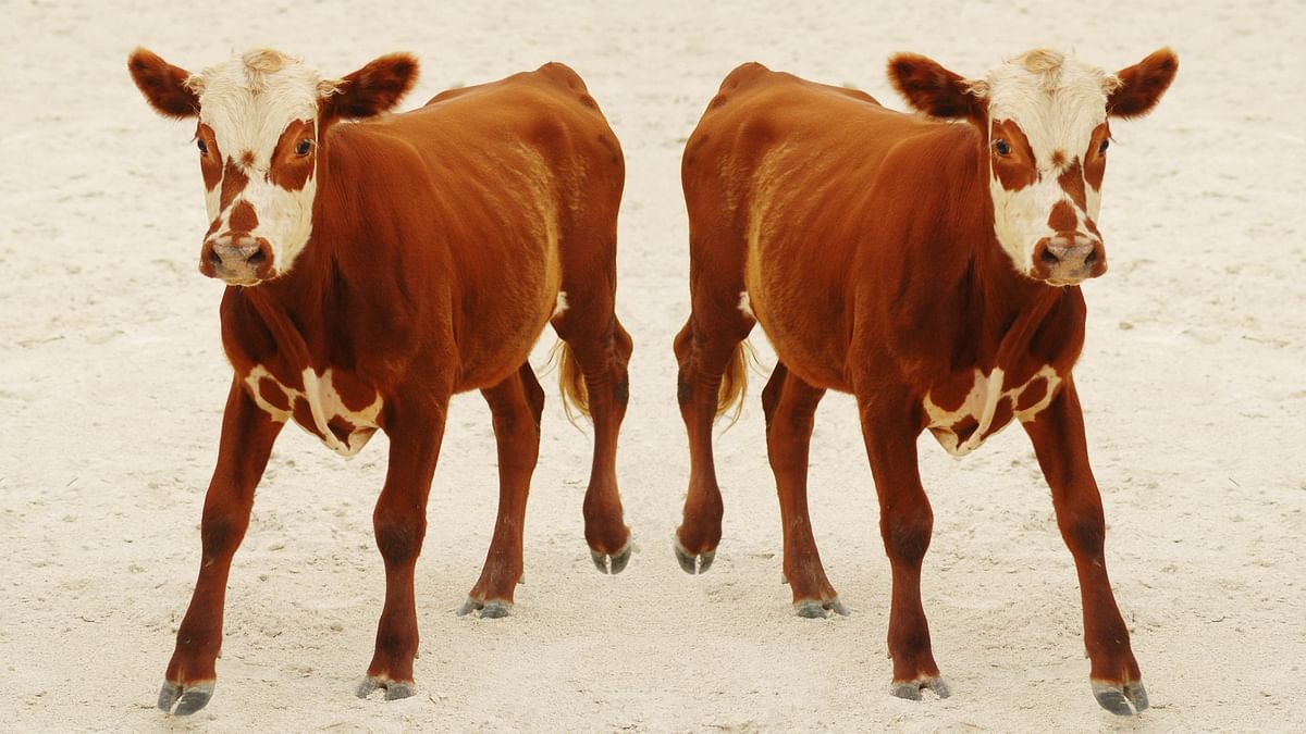 China claims it has successfully cloned 3 ‘super cows’ 