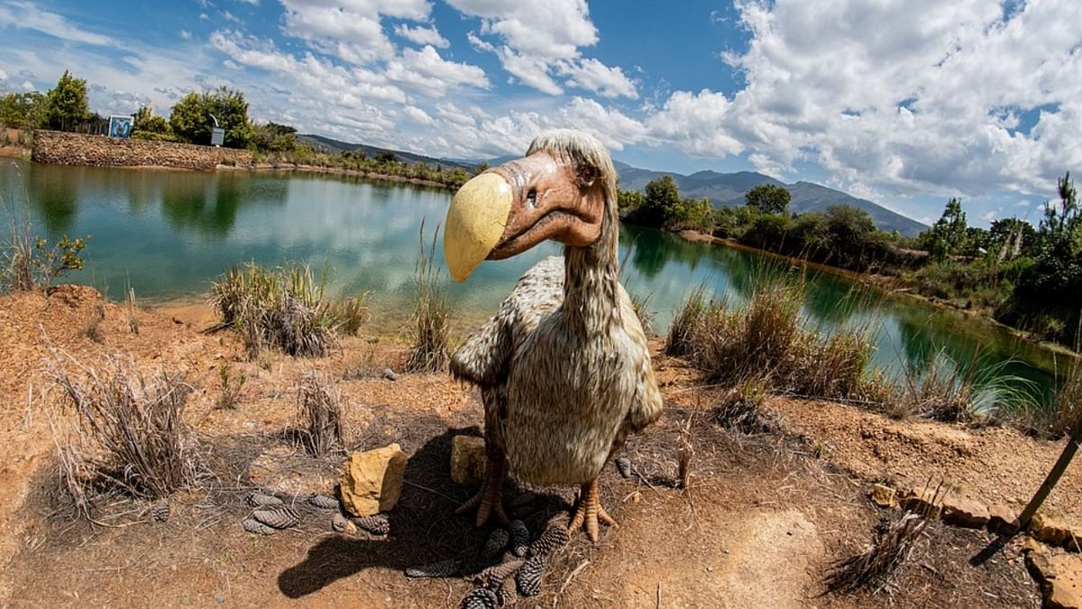 A 'de-extinction' company wants to bring back the dodo