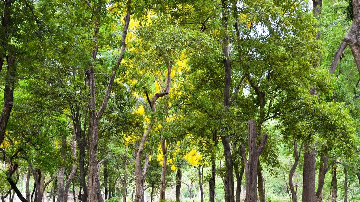 Forest cover goes up by 6.85 per cent in Telangana between 2015 to 2021: Report