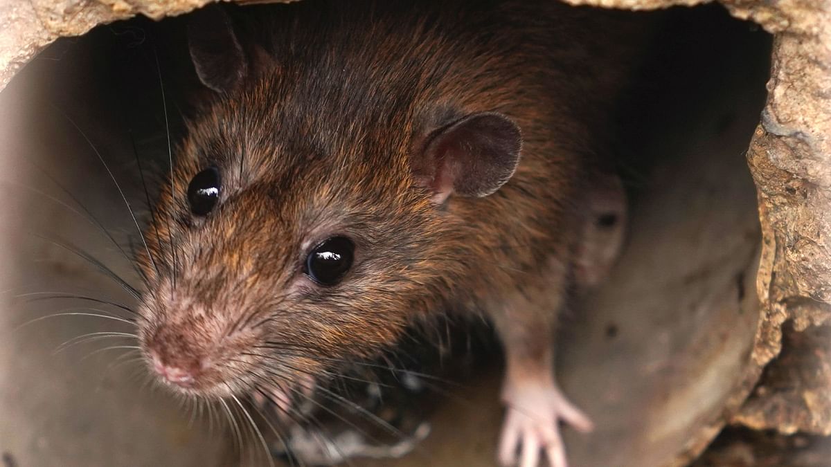 MP: Probe ordered as Indore police station blames rats for missing viscera samples