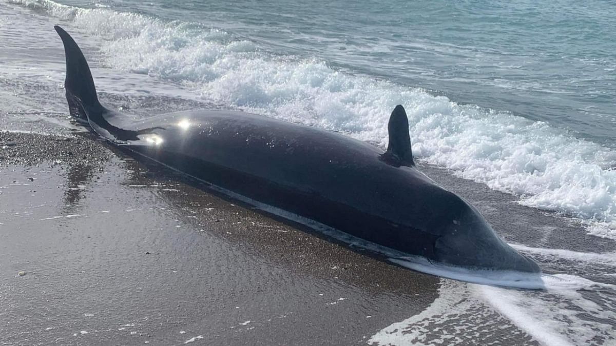 Dead whales washed up in Cyprus likely linked to earthquakes