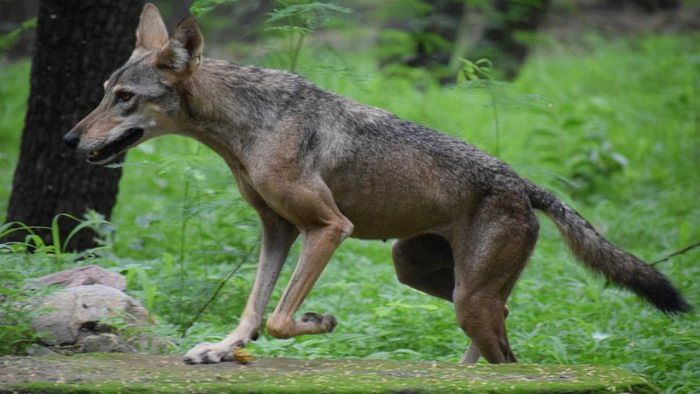 Wolf goes on biting spree, injures nine