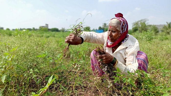 Union Budget dashes hopes of doubling farmers’ income