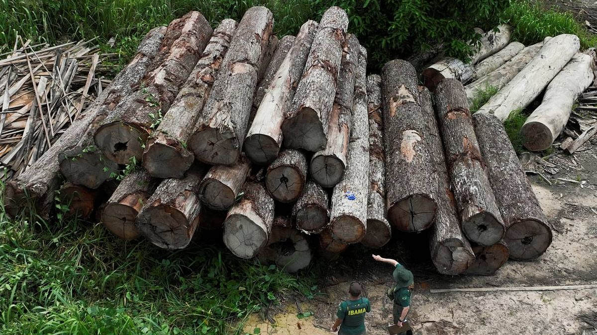 Major firms not doing enough to curb deforestation: Report