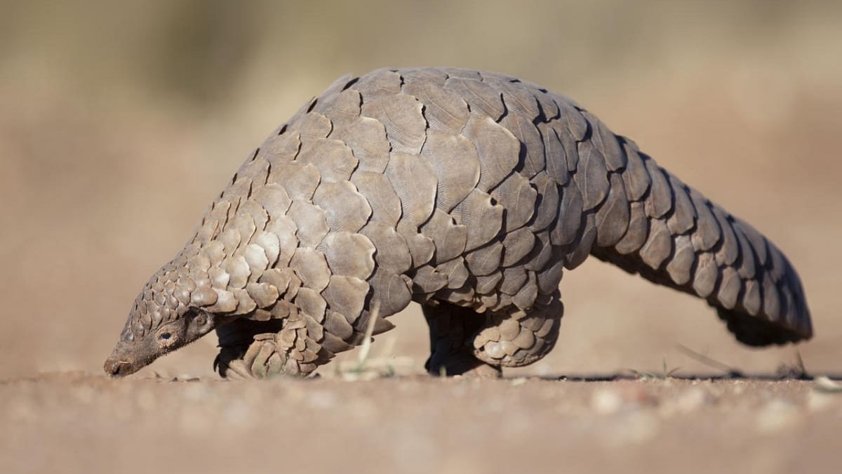 Over 1,200 Pangolins poached, trafficked in past 5 years