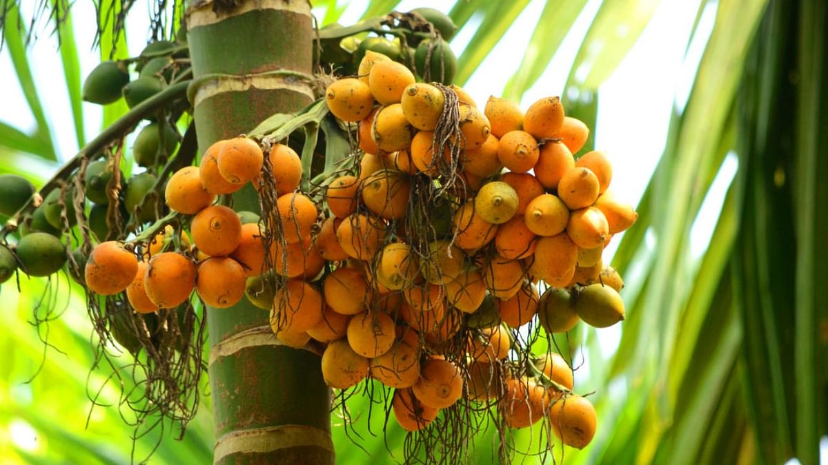 Arecanut cultivation up in Karnataka amid green concerns