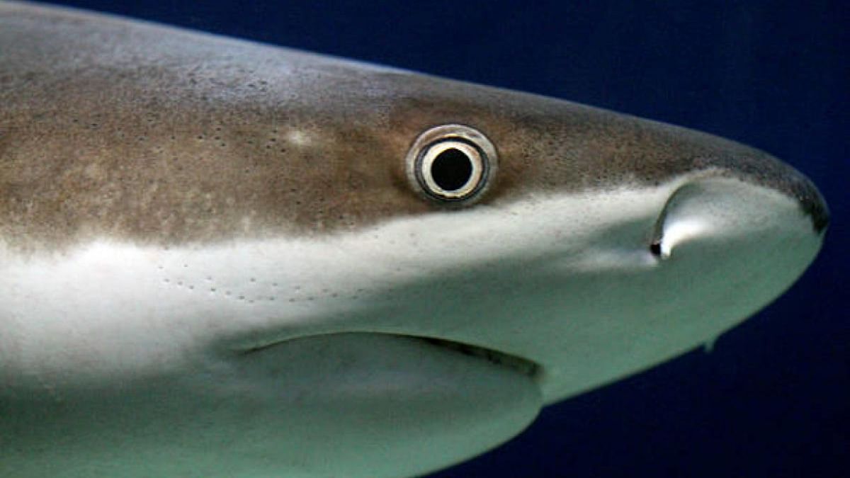 Shark kills Australian tourist in New Caledonia